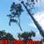 TREE REMOVAL TREE TRIMMING TREE SERVICE STUMP GRINDINGS LANDSCAPE 1 thumbnail
