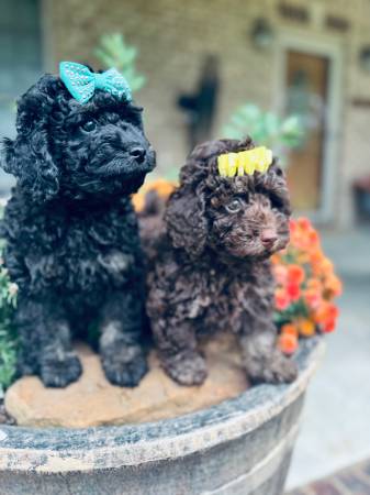 Toy poodle males (Trinity)64015834791553120