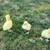 Organic-fed Young Adult Geese, Chinese White Geese and Emdden, eggs 4 thumbnail