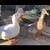 Ducks 2 thumbnail