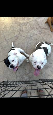 Free three pocket bullies (Gilroy)63852415404929122