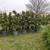 Magnolia trees 15gallon SPECIAL 8 thumbnail