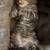 Siamese mom and daughter 4 thumbnail