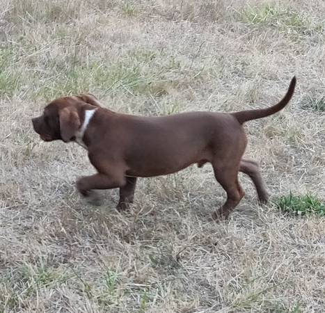 Charlie Brown (Vancouver)63842372198147124