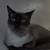 Rehoming male siamese cat 1 thumbnail