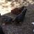 5 Roosters 4 thumbnail