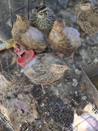 Quails laying eggs (Pearland houston)63859316678785120
