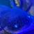 Gfp Wild type Axolotl 7 thumbnail