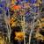 Rodney Lough Jr. Signed Limited Edition - 20" x 24" "Silver Aspens" 1 thumbnail