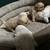 BichonPoo Puppies 8 thumbnail
