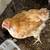 Egg-Laying Hens for Sale! 2 thumbnail