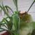 PLANT-LARGE STAG FERN IN CLAY POT 6 thumbnail