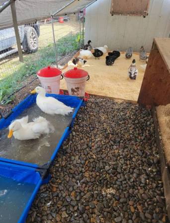 Patos - $8 (Sheridan)63470108763905123