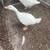 Sebastopol Goslings (Geese Babies) 2M/3F 18 thumbnail