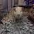 Butterscotch the Beautiful Guinea Pig Needs Home 1 thumbnail