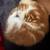 Kitten 2 thumbnail