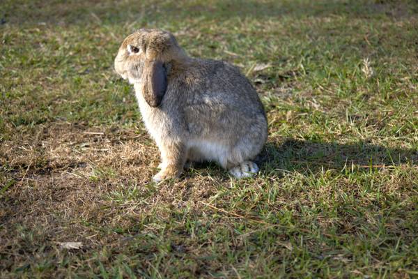 Holland Lop Rabbits 1