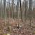 Excellent wooded property, mature hardwood timber! 4 thumbnail
