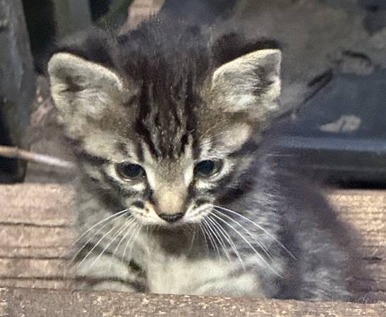 Female Kitten (Kitsap)64032525008259120