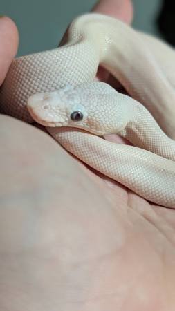 Juvenile Ball Python63871911167619121