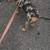Female pup 1 thumbnail
