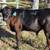 Calves 2 thumbnail