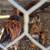 Goldenlace Wyandottes mix Hens, young Pullets and Roosters 3 thumbnail