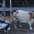 ADGA Nigerian Dwarf Goats 2 thumbnail