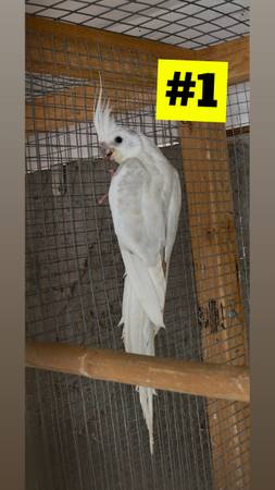 Various cockatiels 1