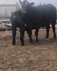 Bred Heifers for Sale: 16 1