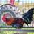 Game Fowl Roosters ..6 to 7 months old 4 thumbnail