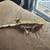 Crested Geckos 1 thumbnail