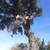 💥TOP-RATED TREE SERVICE 💥 Sacramento • Trimming • Removal •Tree Care 10 thumbnail