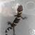 Cave gecko 2 thumbnail