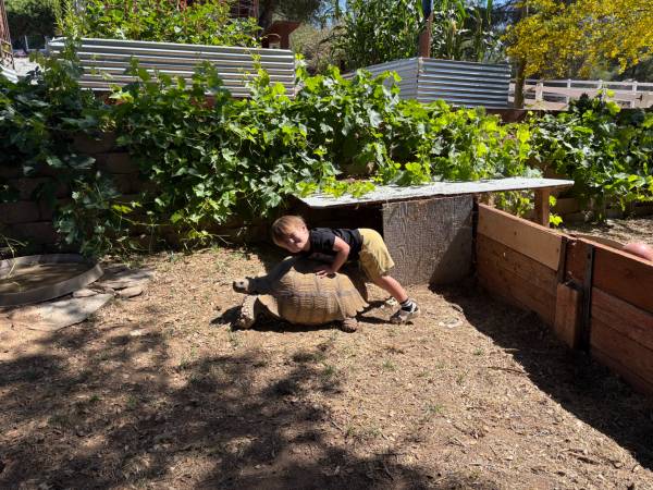 One Sulcata, two sulcata three sulcata FREE! (Ramona)63894602474242122
