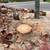 East SD Tree Care Pros | Trim • Remove • Stumps • Emergency 7 thumbnail