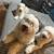 Old English Sheepdog Puppie 5 thumbnail