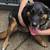 German Shepherd mix 1 thumbnail