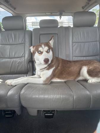 Husky for Adoption63693758243587120