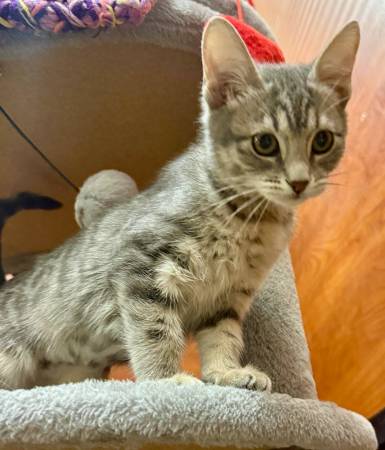 Adorable Kittens already fixed (St George)63945150688514120