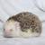 6 hedgehogs to rehome 2 thumbnail