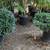 Pittosporum 10 thumbnail