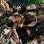 Ecuadorian pink bloom tarantula 3 thumbnail