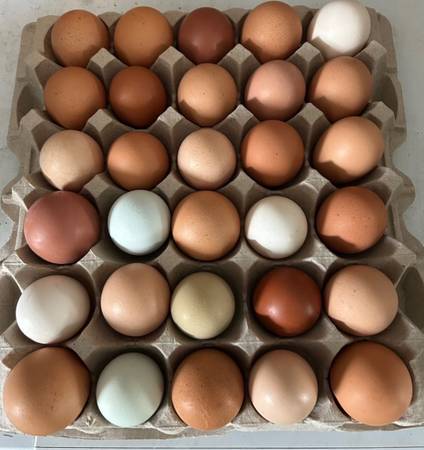 Chicken eggs 1