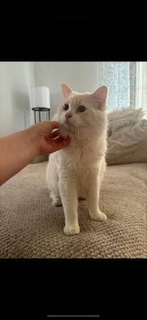 Cat 1