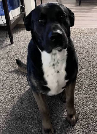Rehoming Dog (Fargo)63842059299713120