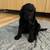 Golden Doodle Puppies (Standard Size) 4 thumbnail