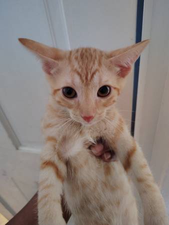 Kitten  needs new home 1