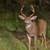 Used aluminum orchard ladders 2 thumbnail