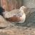Gallos, Gallinas, Roosters, Hens, Gamefowl, Pullets 4 thumbnail